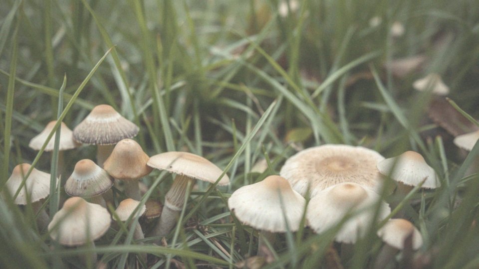 Jakie inne grzyby mogą być mylone z łysiczką lancetowatą?